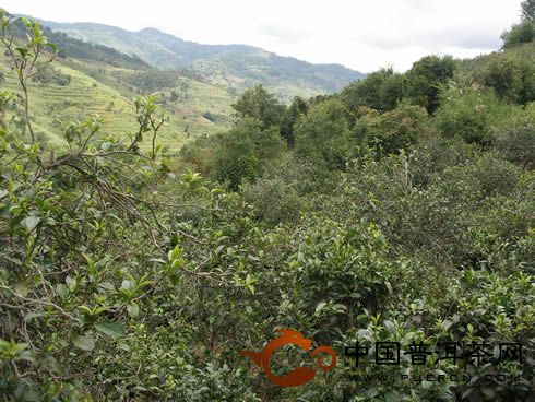 普洱茶產(chǎn)地之古茶樹茶山篇（江內(nèi)六大茶山）：攸樂古茶山