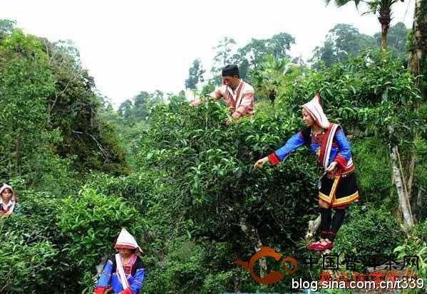 古六大茶山之首攸樂山的基諾族文化與茶文化