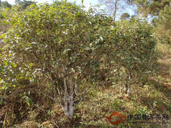 普洱茶中野生茶、野放茶、臺(tái)地茶的對比鑒別