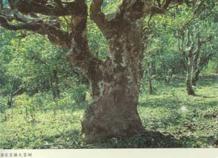 孟連臘福黑山野生古茶樹(shù)和瀾滄邦崴過(guò)渡型古茶樹(shù)簡(jiǎn)介（組圖）