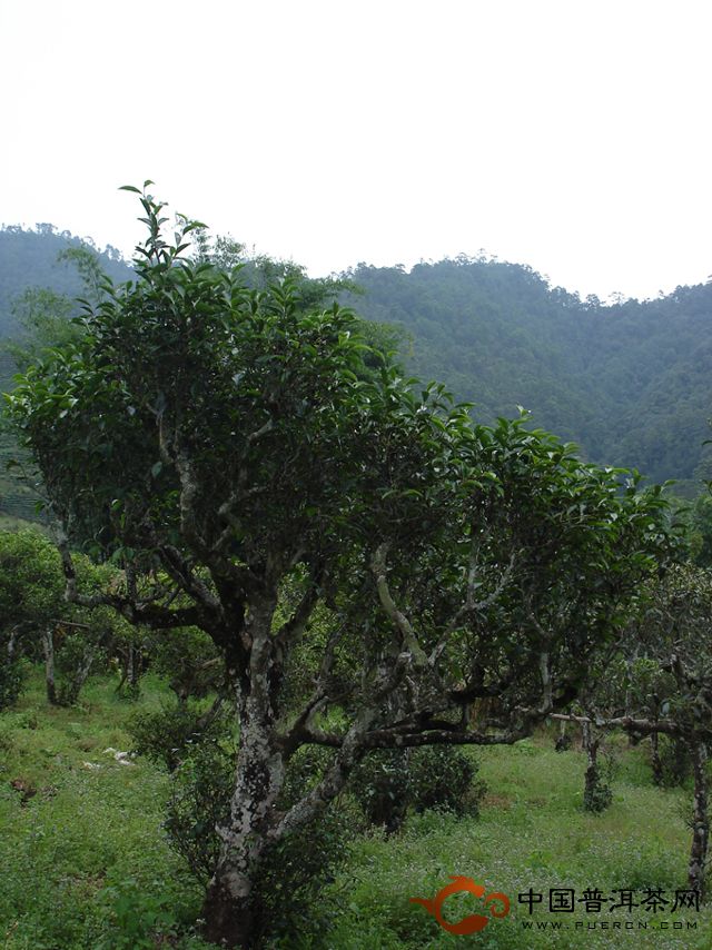 秧塔古茶山-秧塔古茶山介紹