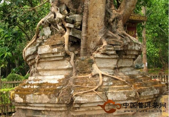 南板黃草壩古茶山-南板黃草壩古茶山介紹