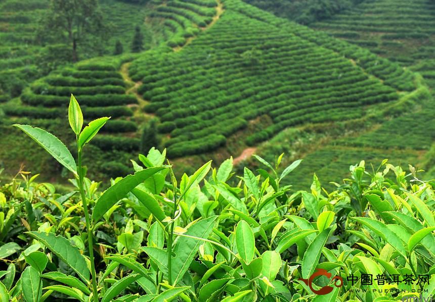 振太古茶山-振太古茶山介紹