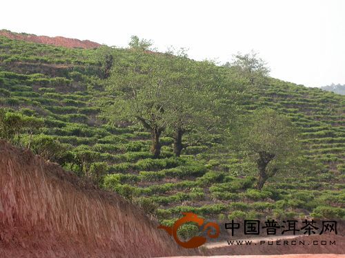 老烏山古茶山-老烏山古茶山介紹