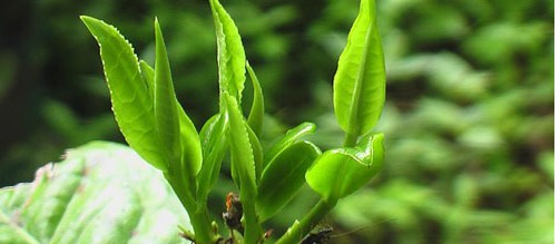 倚邦區(qū)第一鄉(xiāng)曼松山“王子山”普洱茶