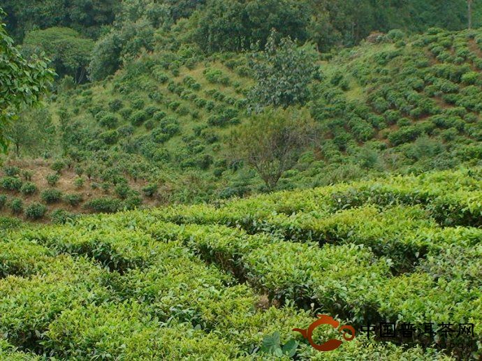 云南普洱茶的臺地茶