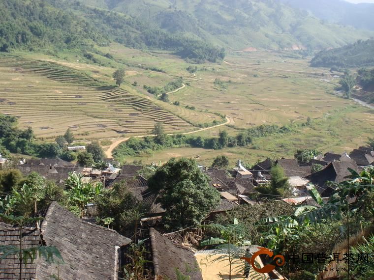 布朗山衛(wèi)東普洱茶