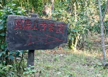 困鹿山 皇家茶園、云上會仙