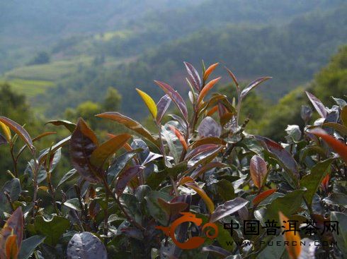 野生茶和紫芽茶的特點(diǎn)及區(qū)別