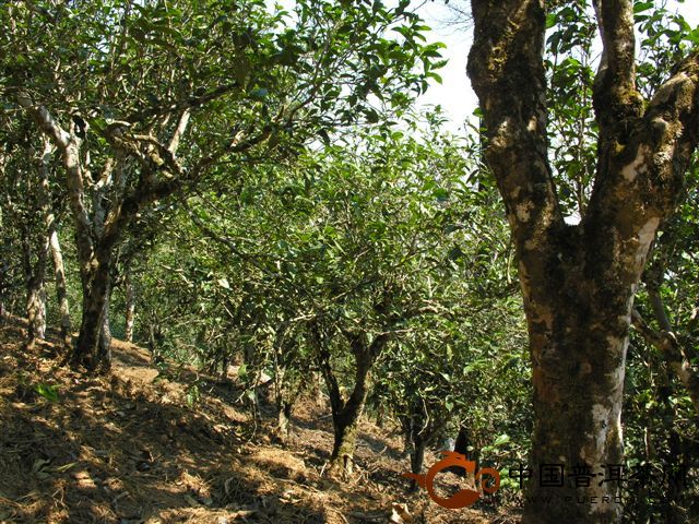 勐海勐宋茶山的人文、生態(tài)指數(shù)