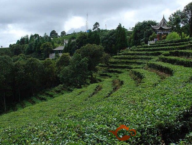 古樹(shù)茶、臺(tái)地茶、喬木茶的基本概念