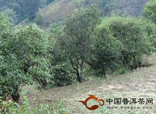 勐庫冰島茶山、壩糯茶山、大戶寨等茶山的人文、生態(tài)指數(shù)