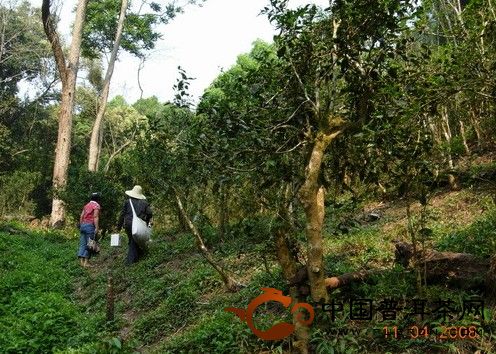 勐臘倚邦茶山的人文、生態(tài)指數(shù)