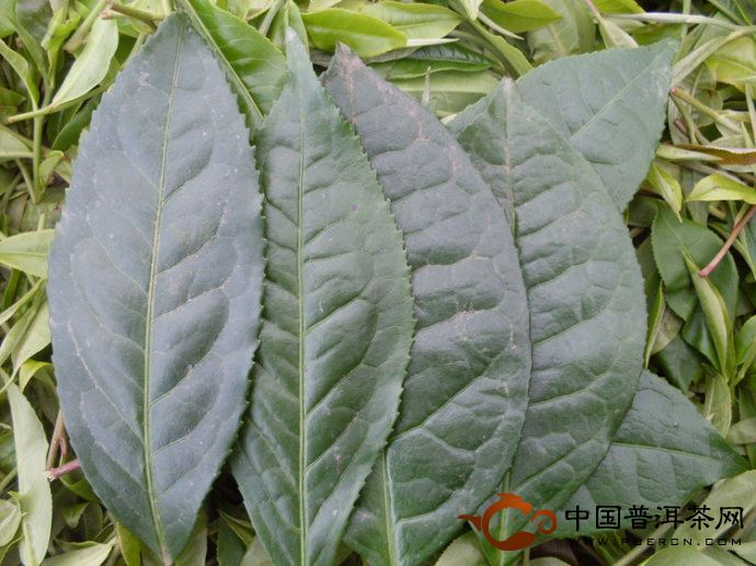 關(guān)于普洱茶的野生茶