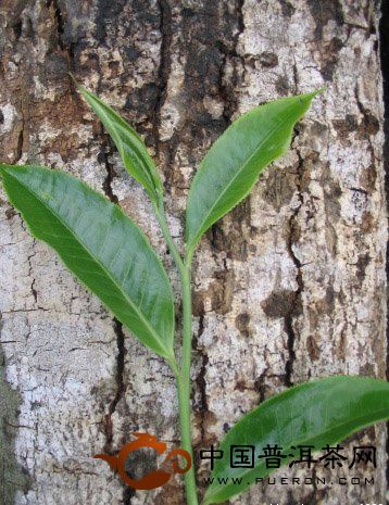 冰島古樹茶出現(xiàn)量少價(jià)高