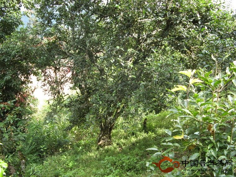 勐臘縣古茶園、古茶樹