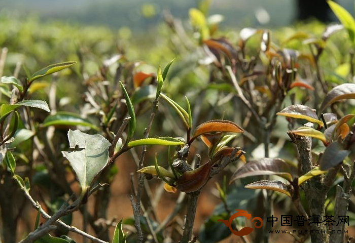 倚邦茶山小葉種普洱茶特點介紹