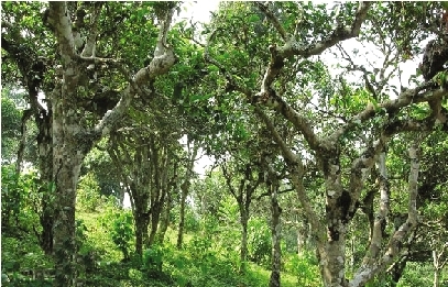 幸福鎮(zhèn)大宗山野生古茶樹群落