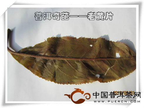 和普洱老泥一起學(xué)習(xí)普洱茶（18）：品鑒老黃片