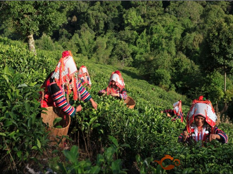 茶山采茶人