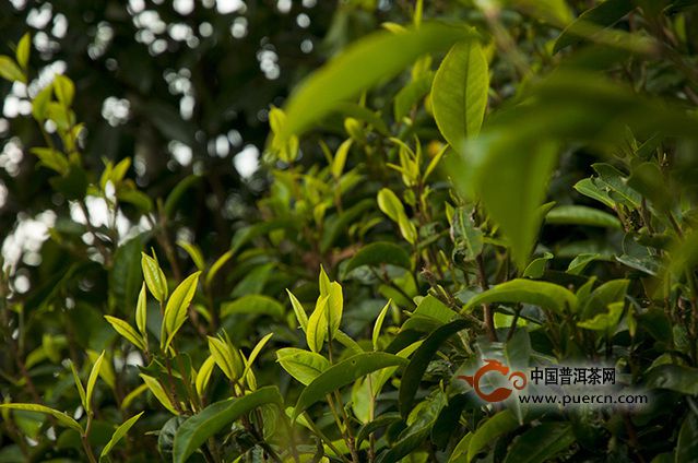 觀點(diǎn)：普洱茶未來發(fā)展路線圖