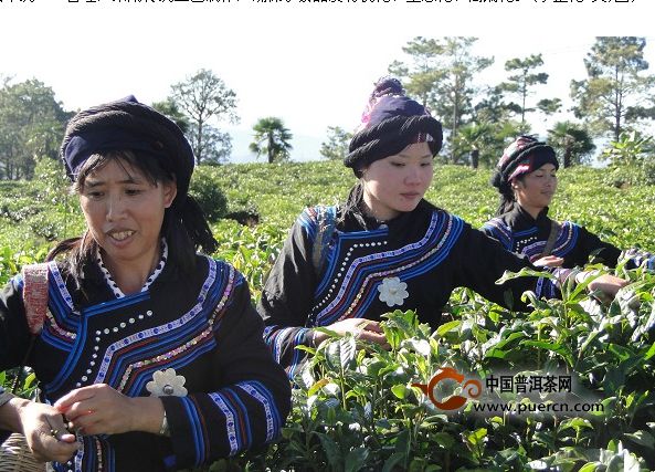 景星鎮(zhèn)鳳凰窩古茶——“鳳凰密碼”解開