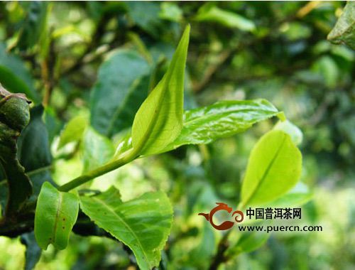 【趨勢(shì)】普洱茶優(yōu)質(zhì)原料的拼配產(chǎn)品