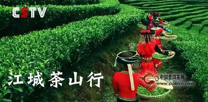 江城：云南優(yōu)質(zhì)普洱茶的重要來源之一