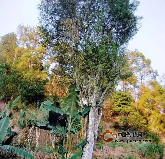 野生型茶樹種質(zhì)資源之一靈官廟大樹茶