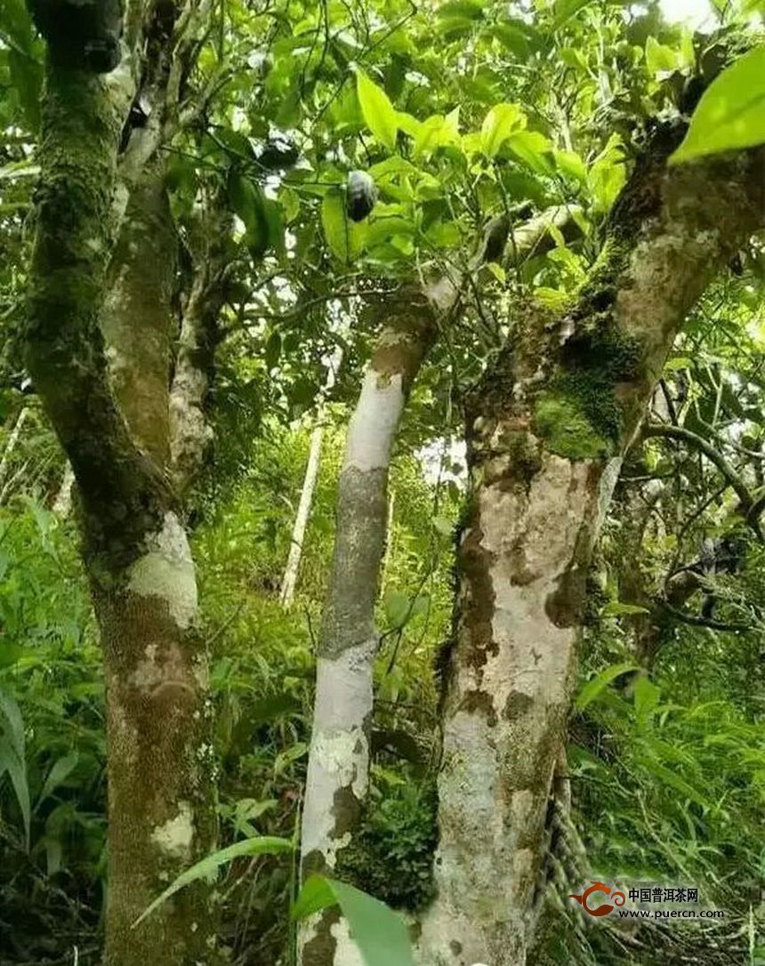 【普洱茶話】原生態(tài)古樹普洱茶有何特點？你肯定不知道