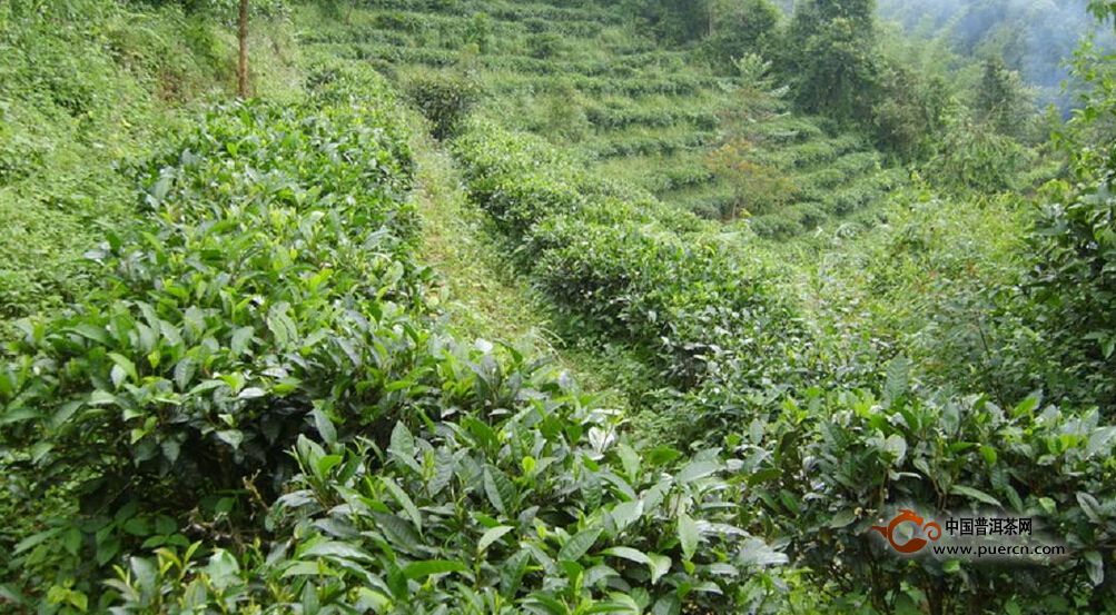 普洱茶村寨之團(tuán)山自然村