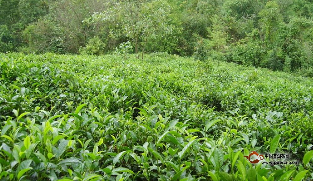 團(tuán)山村普洱茶（茶葉）特點