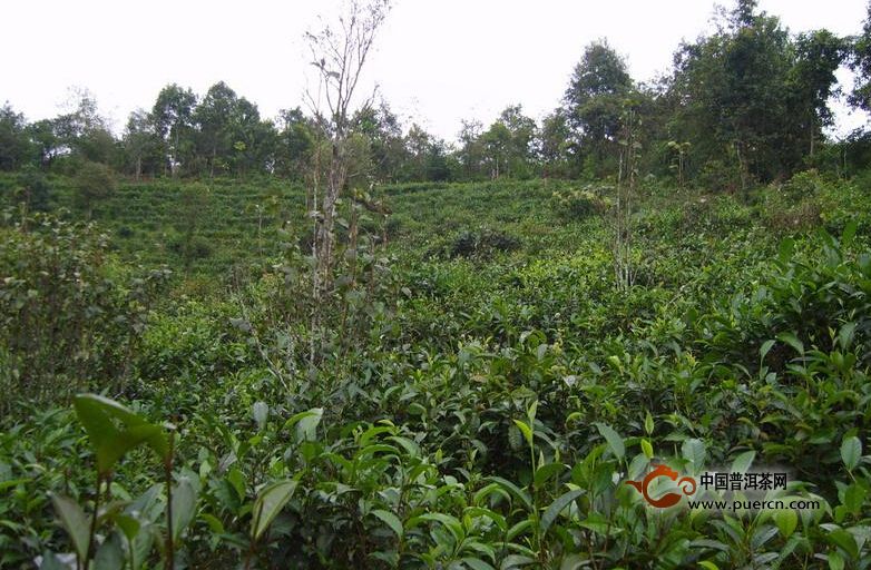 普洱茶村寨之大園自然村