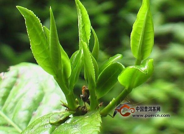 象明鄉(xiāng)值蚌自然村普洱茶（茶葉）特點(diǎn)