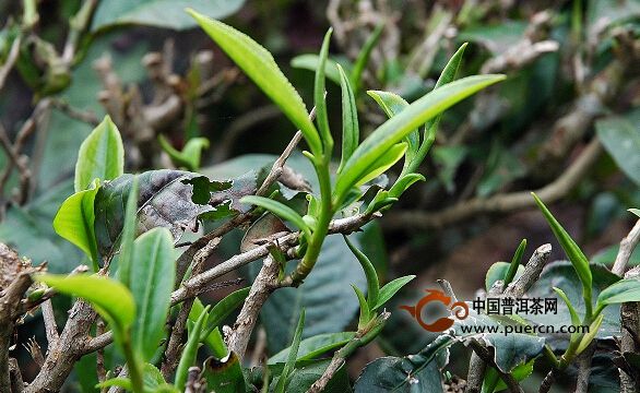 新曼拱自然村普洱茶（茶葉）特點(diǎn)