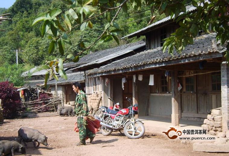 普洱茶村寨之曼桂山自然村