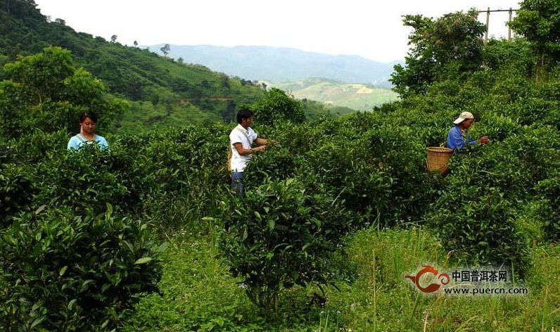 洛特村普洱茶（茶葉）特點