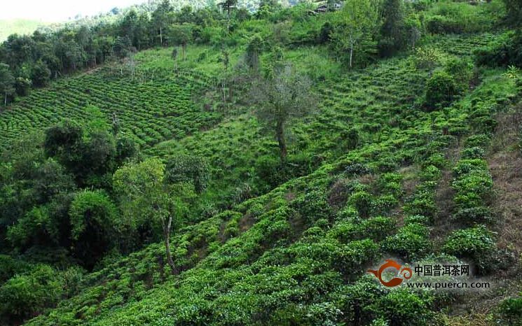 巴貴村普洱茶（茶葉）特點(diǎn)