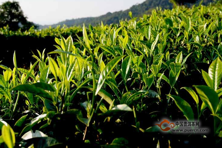 小普希普洱茶（茶葉）特點