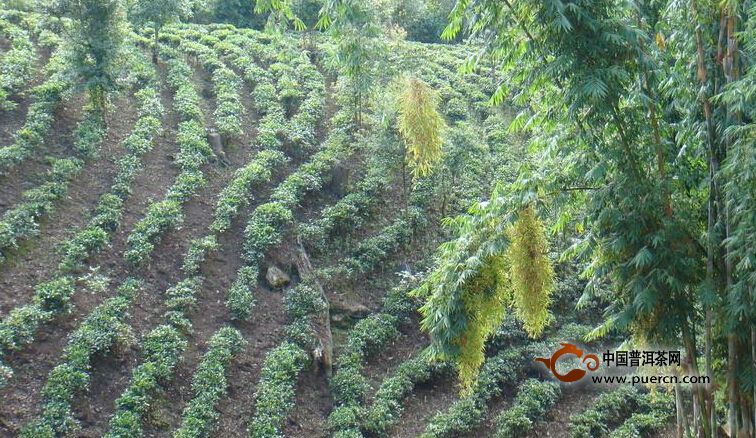 漢族大寨自然村普洱茶茶葉特點