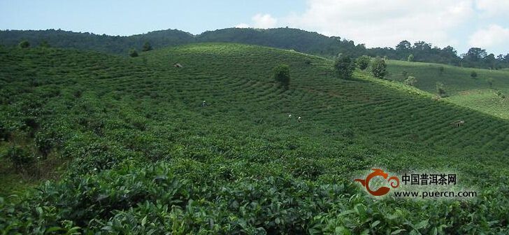 廣岡村普洱茶茶葉特點(diǎn)