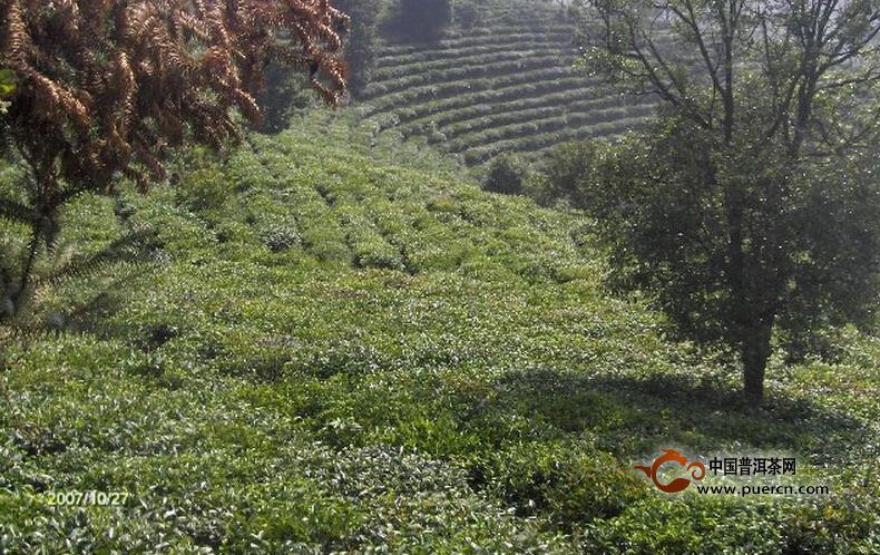 茶王村普洱茶（茶葉）特點(diǎn)