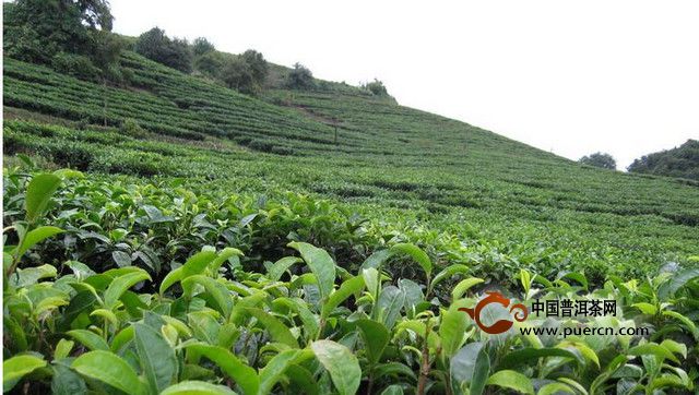 東卡河古茶山平掌村村情概況