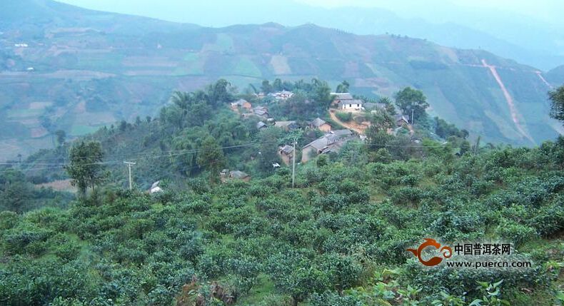 大戶賽村概述--普洱茶產(chǎn)地