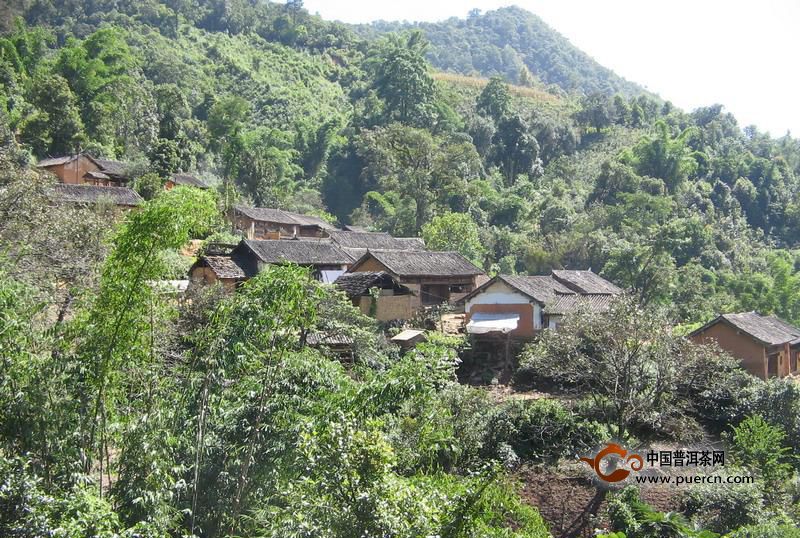 冰島糯伍古樹茶特點