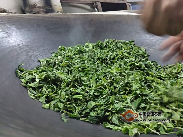 尋找真正的冰島味：冰島老寨春茶殺青進(jìn)行時