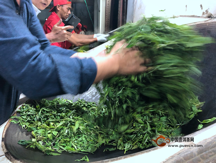 尋找真正的冰島味：炒茶師傅正在對(duì)冰島老寨春茶進(jìn)行殺青