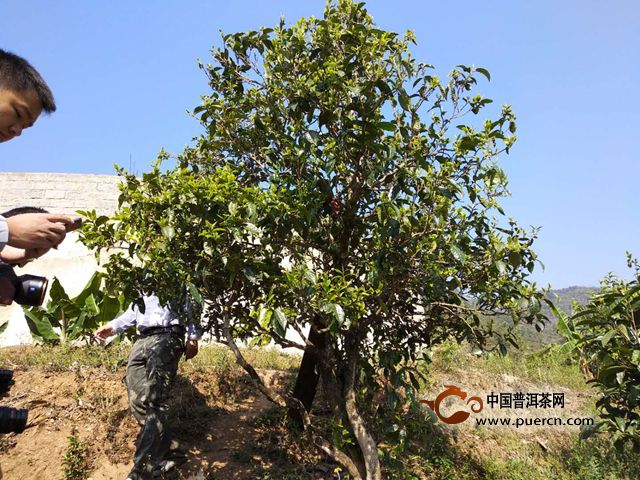 尋找真正的冰島味：冰島老寨風(fēng)貌，古茶樹