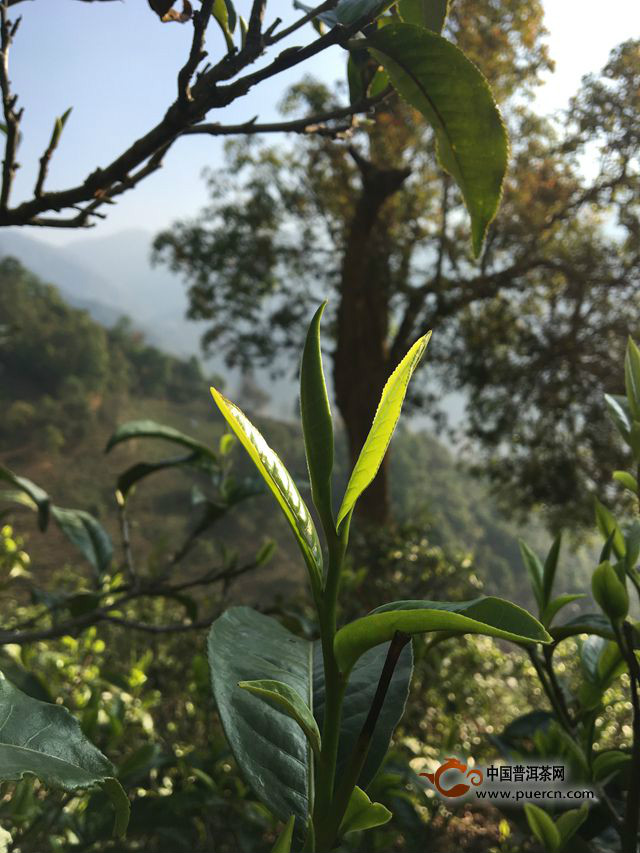 尋找真正的冰島味：新一天新一輪的采摘