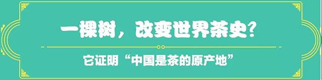 吉普號(hào)茶山黑話175：一棵樹，改寫中國(guó)茶的世界地位？